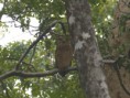 /album/some-overseas-trips/tawny-fish-owl-corbett-park-jpg/